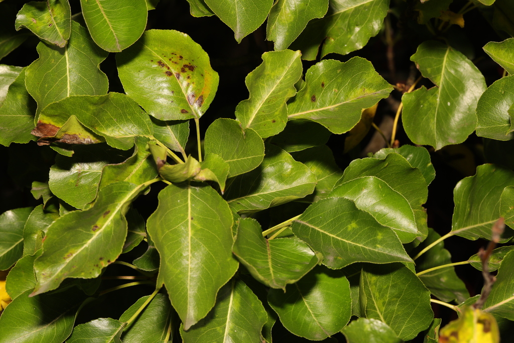 Pyrus communis, Garston Hospital, Garston, Liverpool, Merseyside, UK