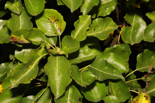 Pear Tree plant photo (Pyrus communis)