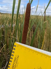 Typha angustifolia