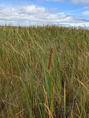 Typha angustifolia
