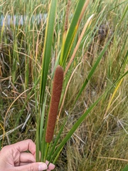 Typha angustifolia