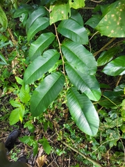 Chrysophyllum argenteum