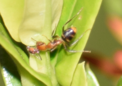 Dolichoderus diversus