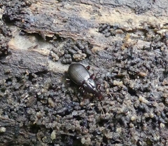 Gastrellarius honestus