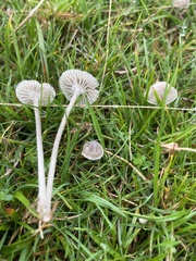 Mycena cinerella