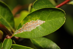 Phyllonorycter leucographella