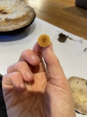Galerina graminea