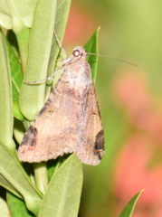 Melipotis fasciolaris