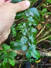 Triphasia trifolia