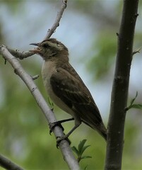 Gymnoris superciliaris