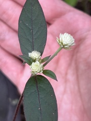 Alternanthera brasiliana