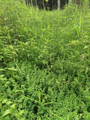 Rotala rotundifolia