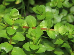 Rotala rotundifolia