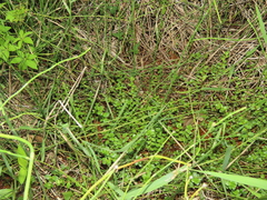 Rotala rotundifolia