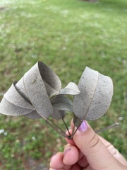 Vitex trifolia