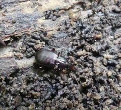 Gastrellarius honestus