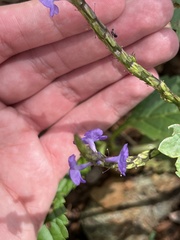 Stachytarpheta jamaicensis