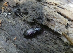 Gastrellarius honestus