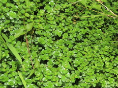 Rotala rotundifolia