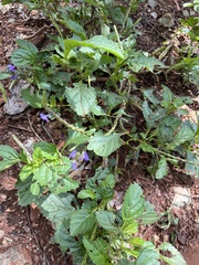 Stachytarpheta jamaicensis