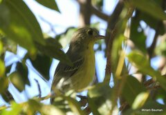 Vireo gundlachii