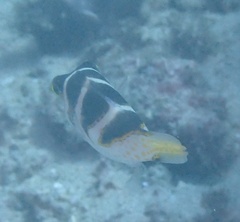 Canthigaster axiologus