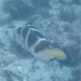 ハナキンチャクフグ