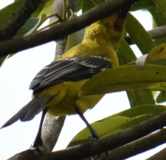 Icterus nigrogularis