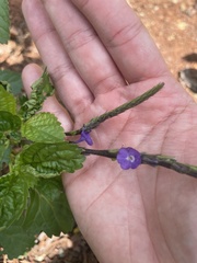 Stachytarpheta jamaicensis