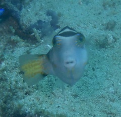 Canthigaster axiologus