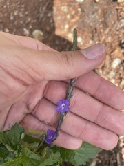 Stachytarpheta jamaicensis