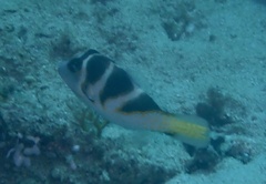 Canthigaster axiologus