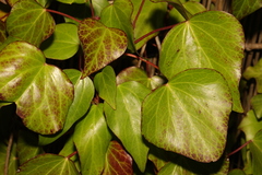 Hedera colchica