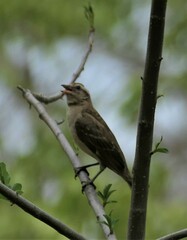 Gymnoris superciliaris