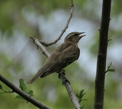 Gymnoris superciliaris