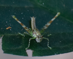 Eumastacidae