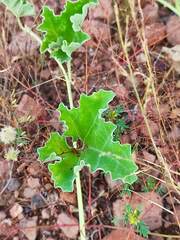 Apodanthera undulata