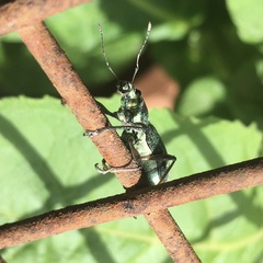 Naupactus auricinctus