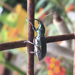 Naupactus auricinctus