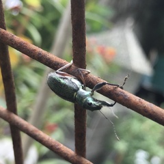 Naupactus auricinctus