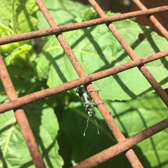 Naupactus auricinctus