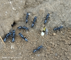 Paltothyreus tarsatus