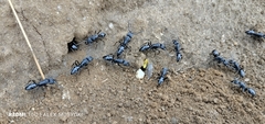 Paltothyreus tarsatus