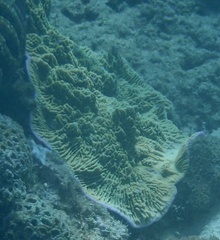 Montipora confusa