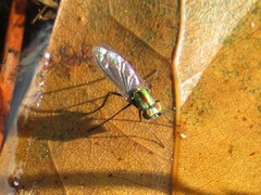 Plagioneurus univittatus