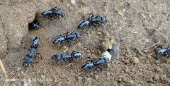 Paltothyreus tarsatus