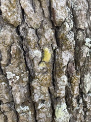 Chrysothrix xanthina