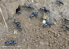 Paltothyreus tarsatus