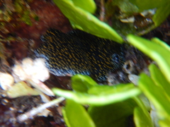 Polycladida