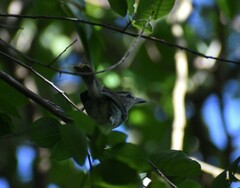 Vireo magister